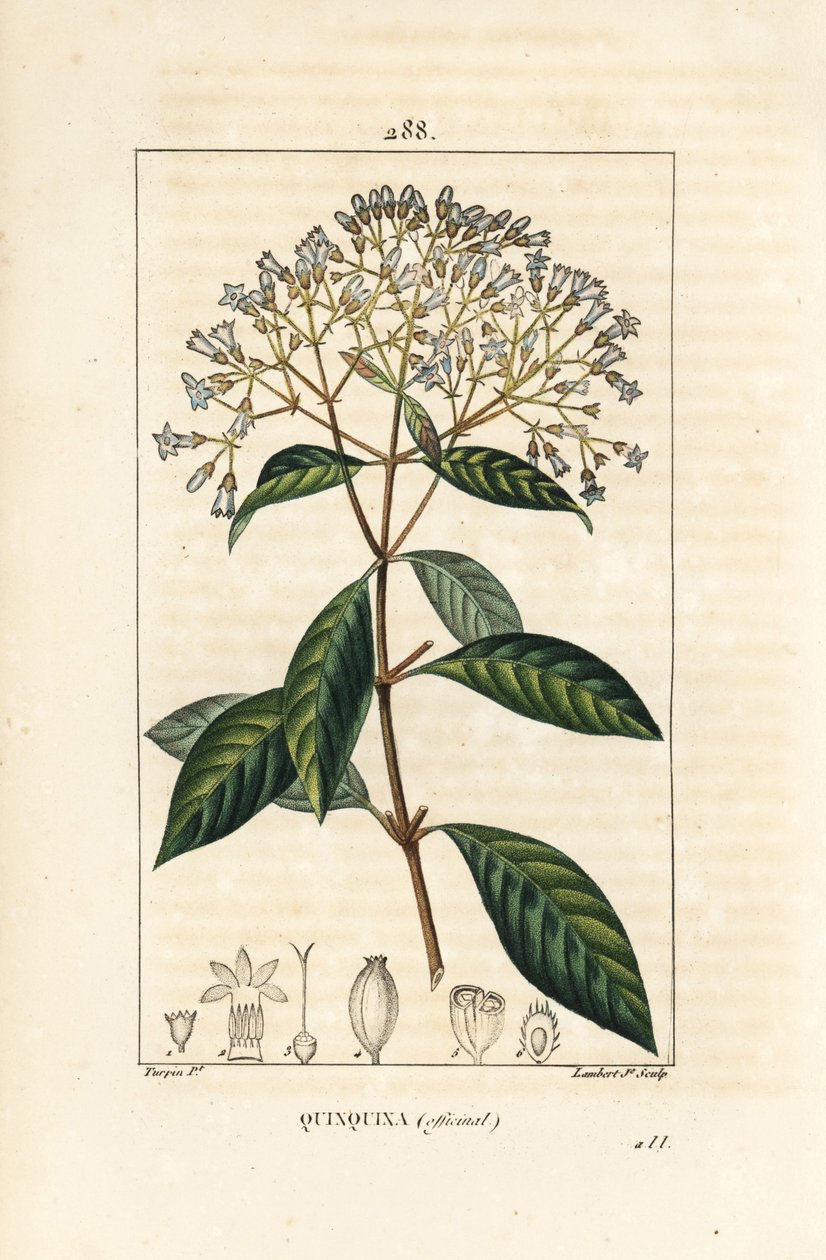 Quinquina - kiniini tai perulainen kuoripuu, Cinchona officinalis, kukka, oksa, lehti ja siemen. Lambert Juniorin käsinvärinen pistekuparikaiverrus Pierre Jean-Francois Turpinin piirustuksesta Chaumetonista, Poiret