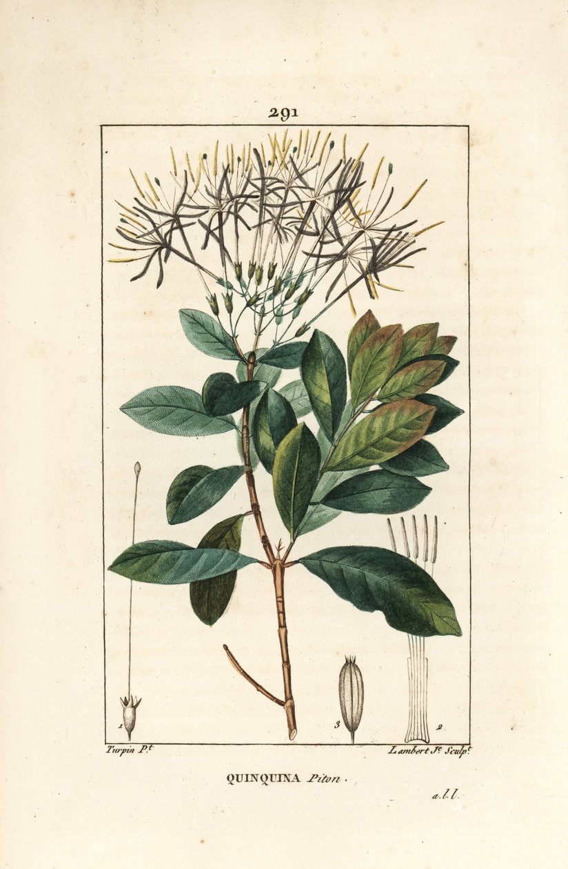 Quinquina python - Exostema sanctae-luciae (syn. Cinchona floribunda), kukka, lehti, varsi ja siemen. Lambert Juniorin käsinvärinen pistekuparikaiverrus Pierre Jean-Francois Turpinin piirustuksesta Chaumetonista, Poiret