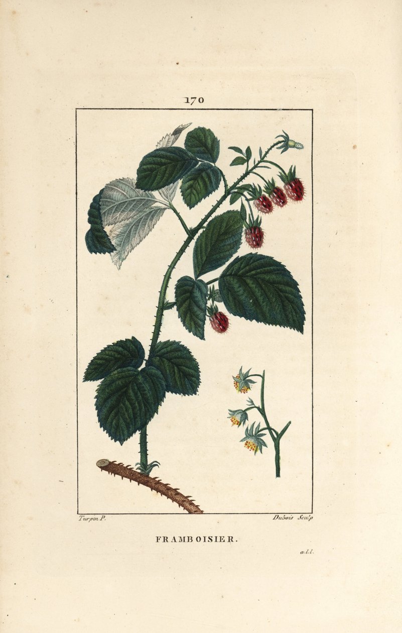 Vadelma - Vadelma, Rubus idaeus, jossa näkyy kukkia, lehtiä, piikkejä ja kypsiä hedelmiä. Lambert Juniorin käsinvärinen pistekuparikaiverrus Pierre Jean-Francois Turpinin piirroksesta Chaumetonista, Poiret