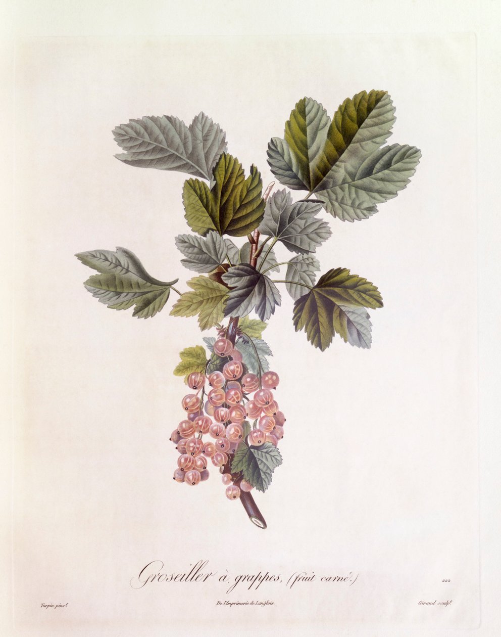 Punaherukka (Ribes rubrum), Henry Louis Duhamel du Monceau, Pierre Jean Francois Turpinin kasvitieteellinen levy tekijältä Pierre Jean Francois Turpin