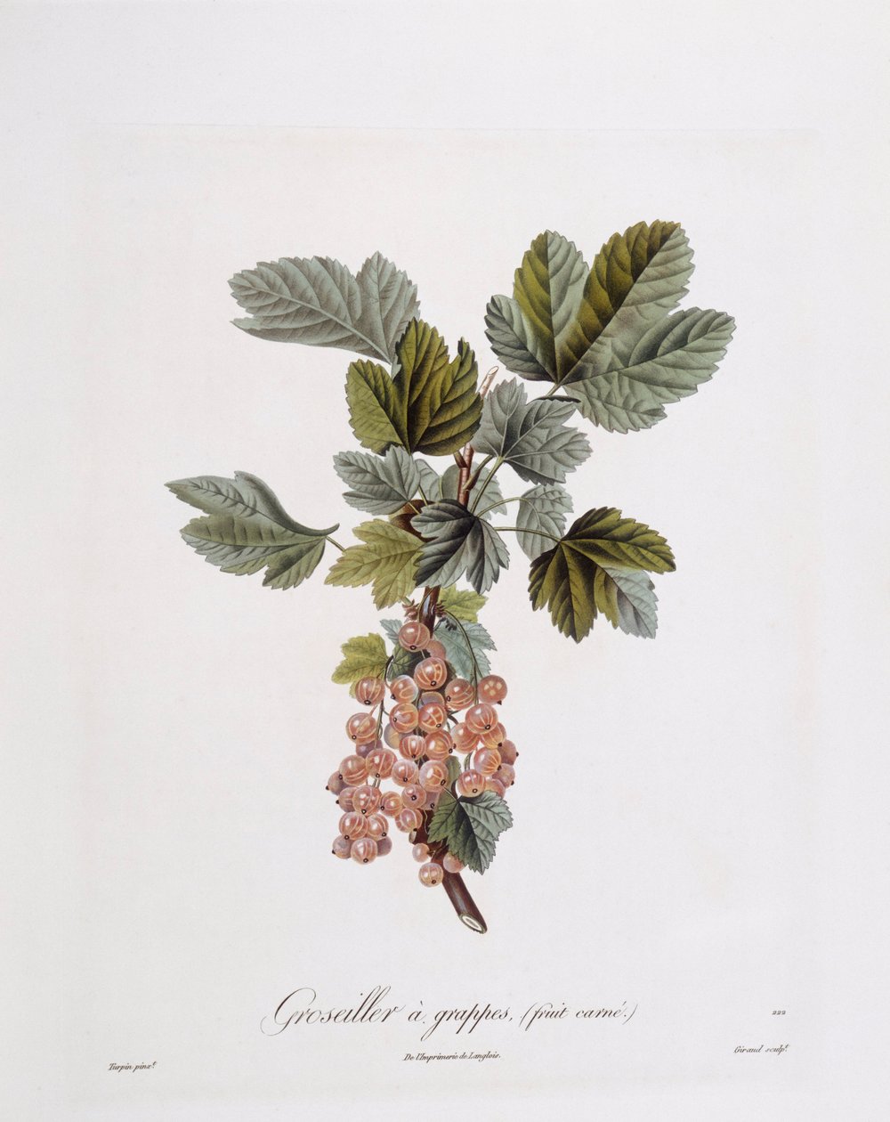 Punaherukka (Ribes rubrum), Henry Louis Duhamel du Monceau, Pierre Jean Francois Turpinin kasvitieteellinen levy tekijältä Pierre Jean Francois Turpin