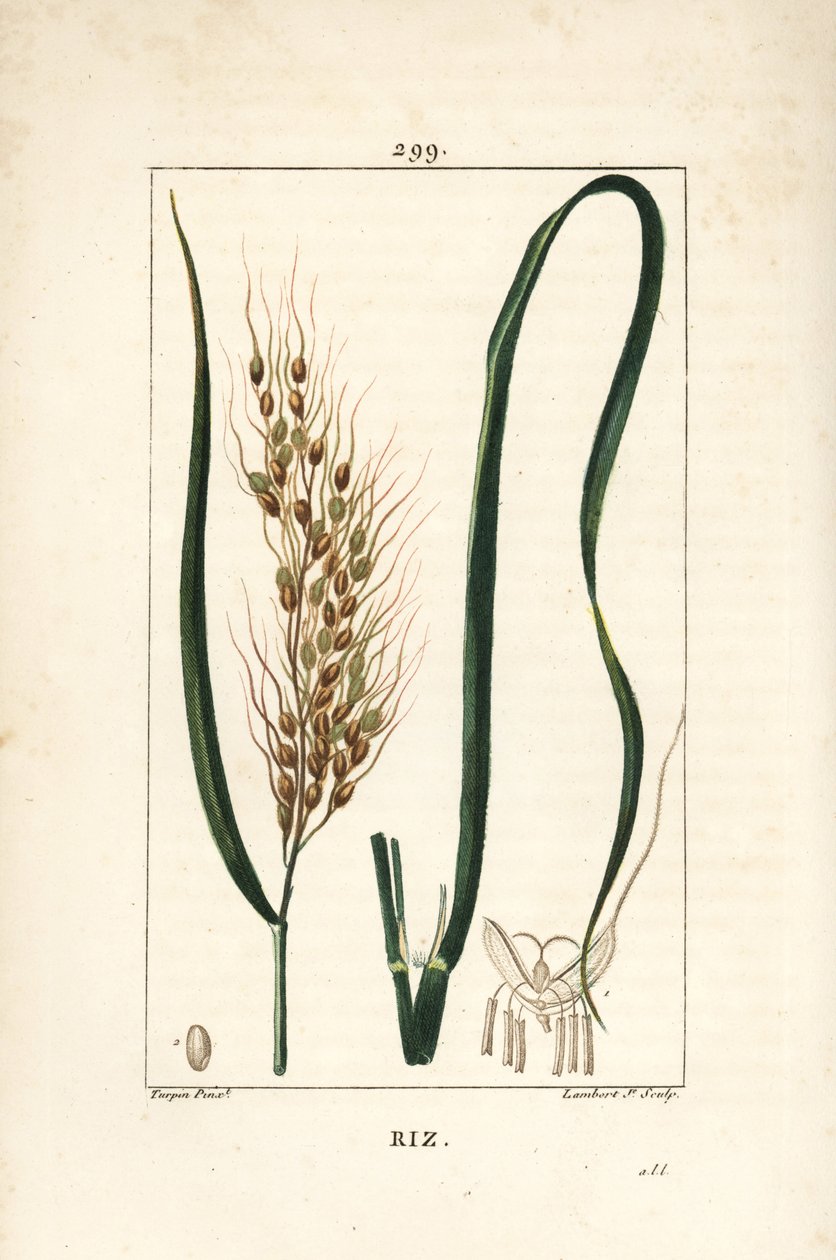 Riisi - Riisi, Oryza sativa, lehtiä, siemeniä ja varsia. Lambert Juniorin käsinvärinen pistekuparikaiverrus Pierre Jean-Francois Turpinin piirustuksesta Chaumetonista, Poiret