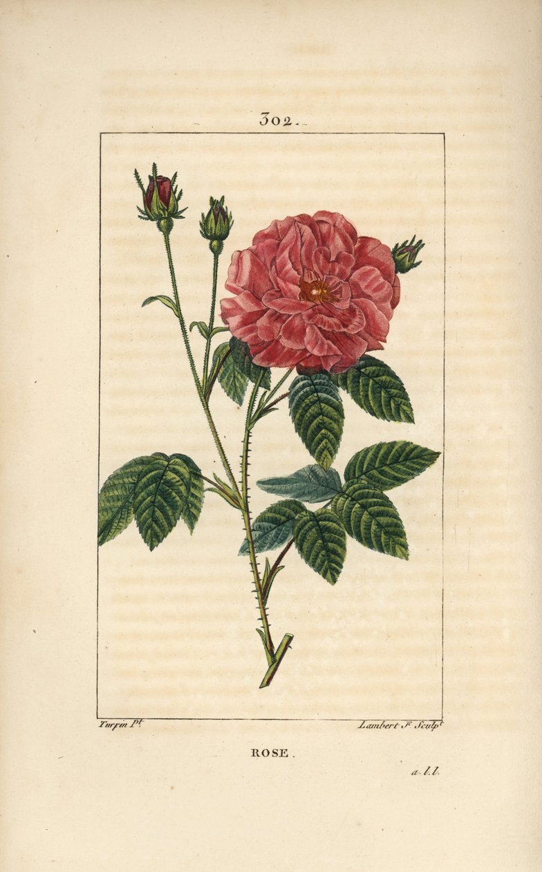 Rose de France tai Rose de Provins - Rose, Rosa gallica, silmulla, kukkalla, lehdellä ja piikikäs varsi. Lambert Juniorin käsinvärinen pistekuparikaiverrus Pierre Jean-Francois Turpinin piirustuksesta Chaumetonista, Poiret