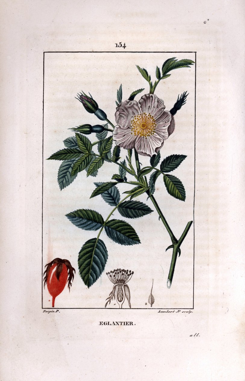 Ruusunmarjan oksa marjalla (ruusunmarjat tai ruusunmarjat) ja ruusu - Villi briar rose, Rosa canina, kukka, silmu ja ruusunmarja. Lambert Juniorin käsinvärinen pistekuparikaiverrus Pierre Jean-Francois Turpinin piirroksesta Chaumetonista, Poiret