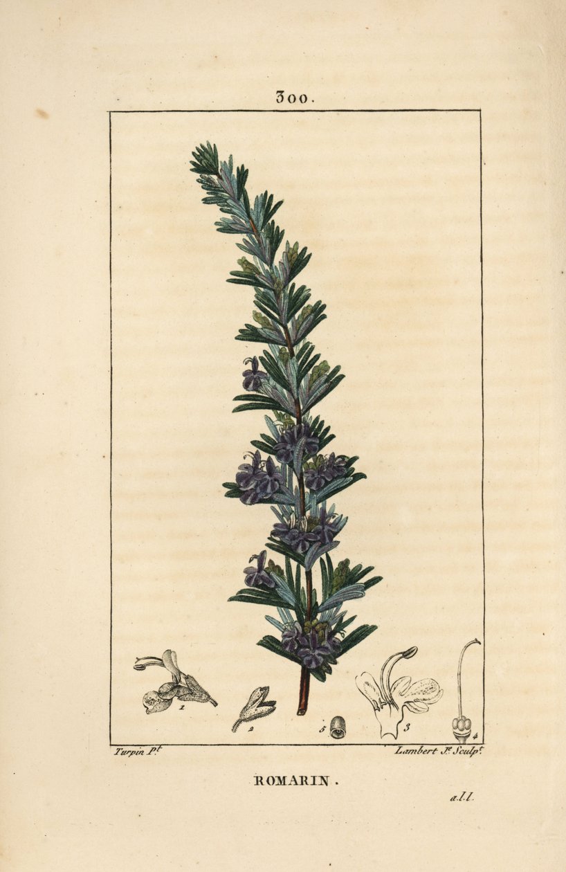Rosmariini - Rosmariini, Rosmarinus officinalis, kukka, lehti ja varsi. Lambert Juniorin käsinvärinen pistekuparikaiverrus Pierre Jean-Francois Turpinin piirroksesta Chaumetonista, Poiret