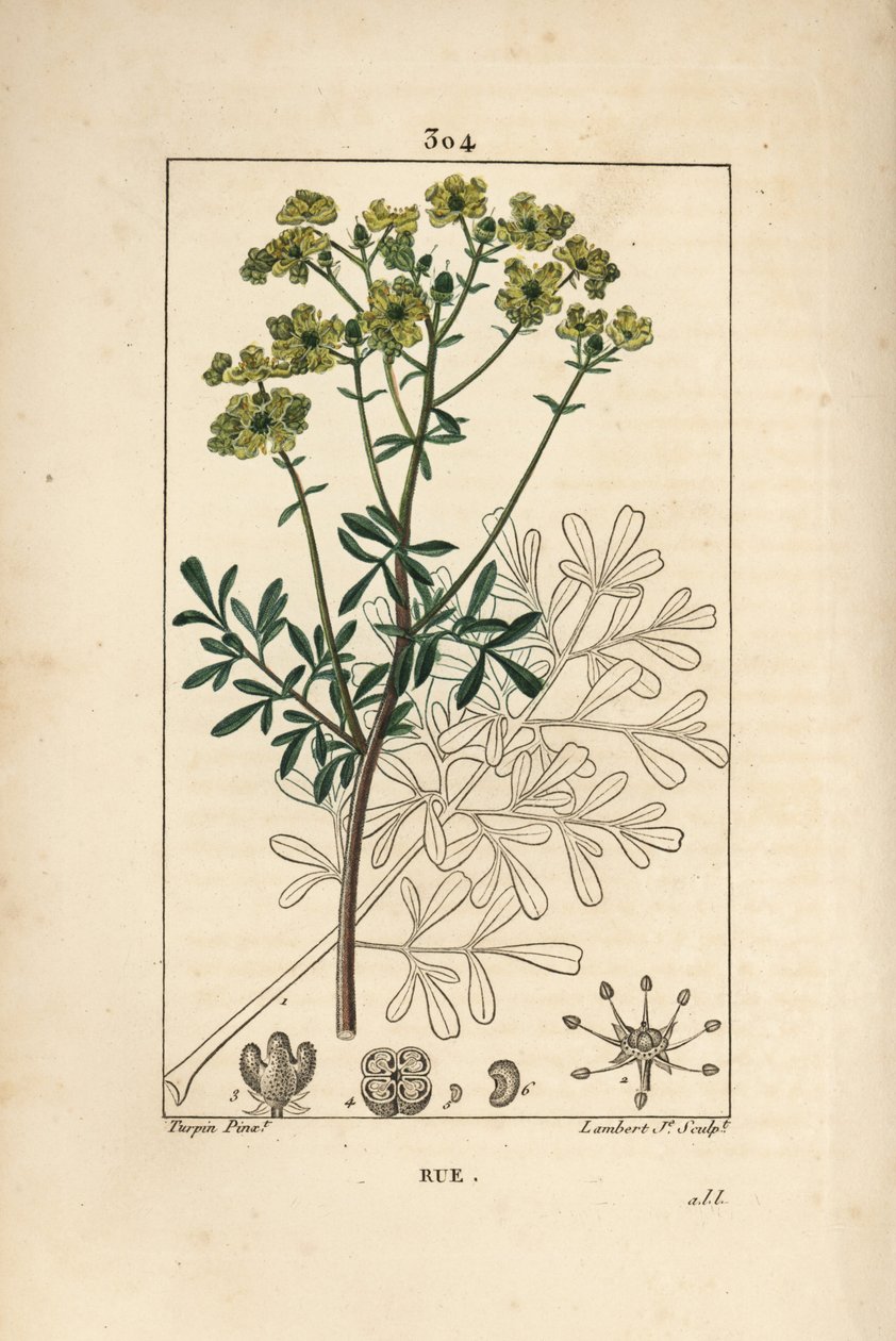 Rue des jardins tai Rue fetide – Rue tai armonyrtti, Ruta graveolens, jossa näkyy kukka, lehti, varsi, siemen ja ääriviivat. Lambert Juniorin käsinvärinen pistekuparikaiverrus Pierre Jean-Francois Turpinin piirustuksesta Chaumetonista, Poiret