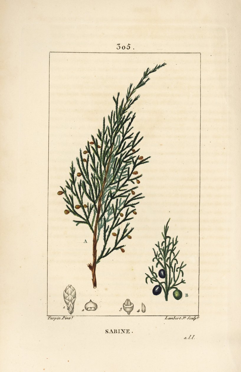 Sabiinikataja, Juniperus sabina, marjalla, lehdellä, varrella ja siemenellä. Lambert Juniorin käsinvärinen pistekuparikaiverrus Pierre Jean-Francois Turpinin piirustuksesta Chaumetonista, Poiret