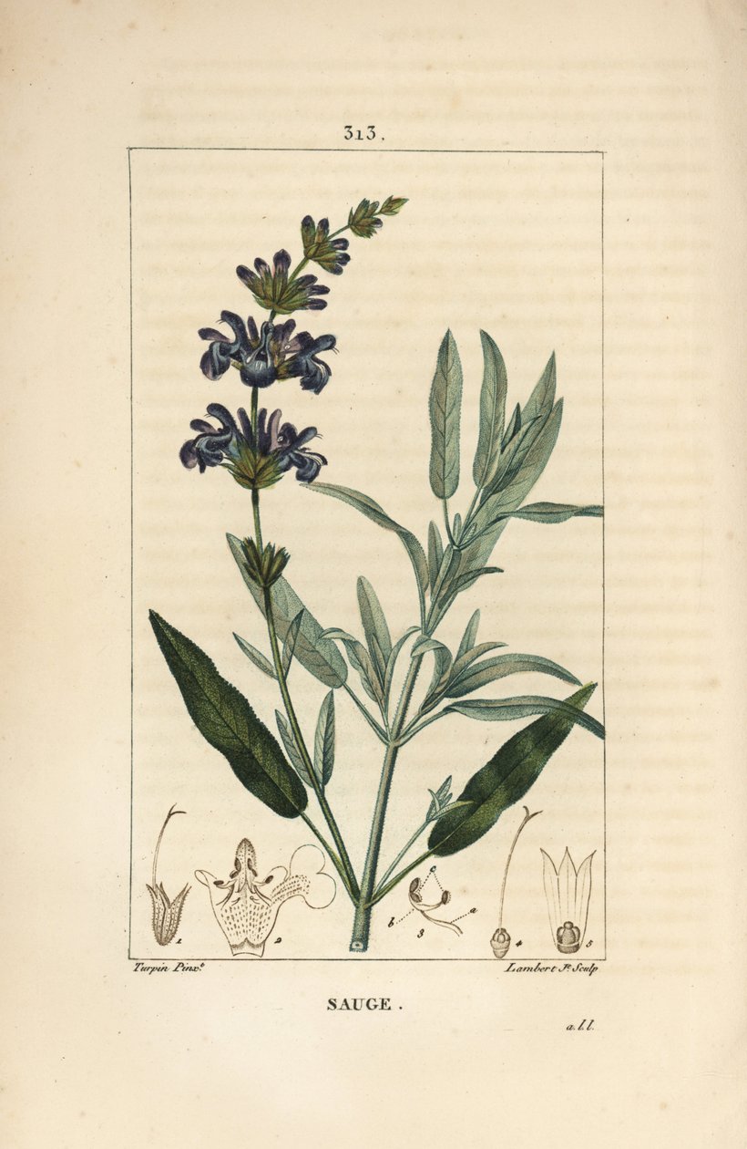 Sage officinale - Salvia officinalis, kukka, lehti, varsi ja siemen. Lambert Juniorin käsinvärinen pistekuparikaiverrus Pierre Jean-Francois Turpinin piirroksesta Chaumetonista, Poiret