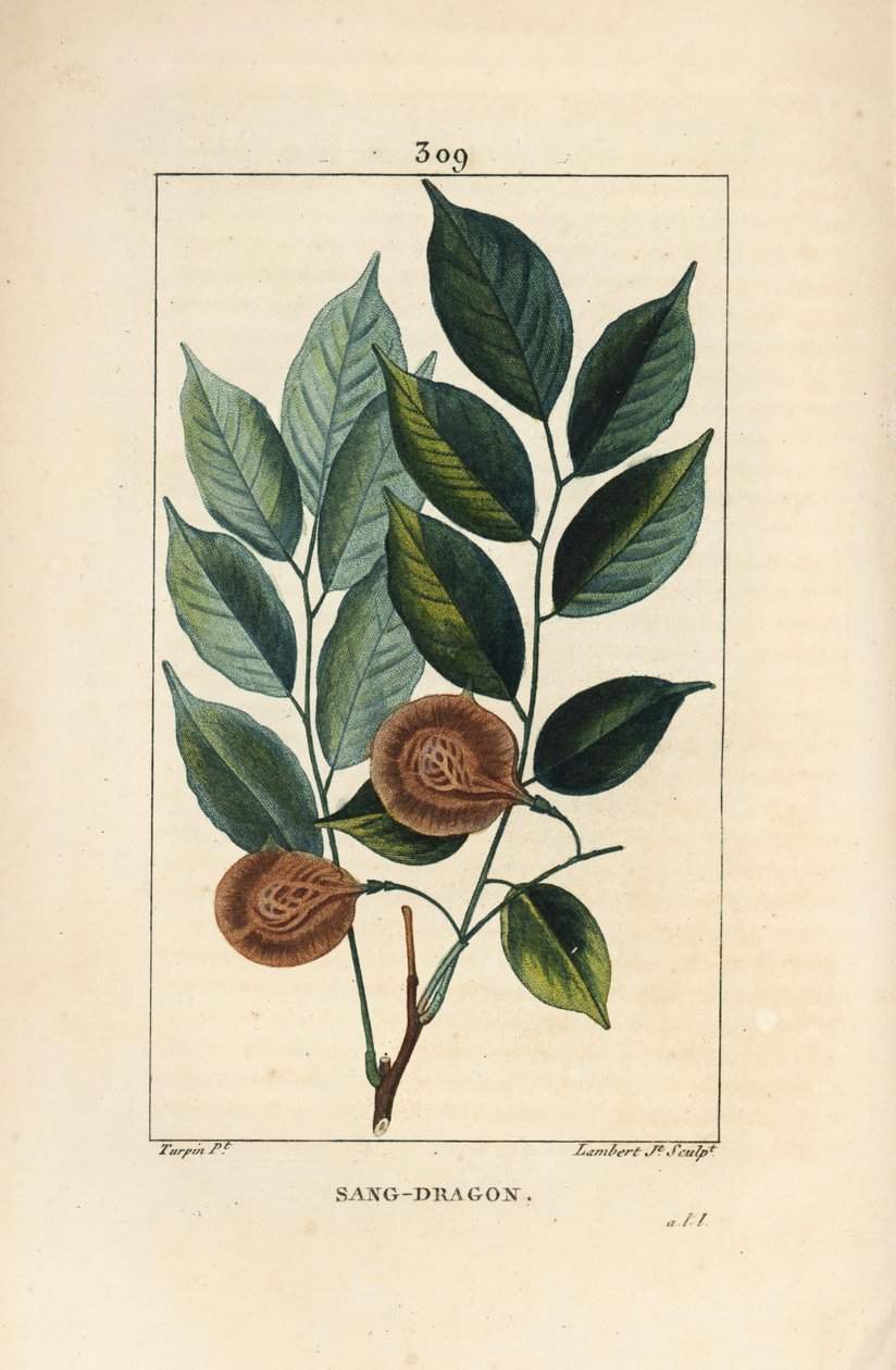 Sang lohikäärme (sandragon), mangle medaille, paletuvier tai mangle rivière - Dragonsblood tai paduak puu, Pterocarpus officinalis (Pterocarpus draco), lehtiä, hedelmiä ja siemeniä. Haavoittuvainen. Lambert Juniorin käsinvärinen pistekuparikaiverrus dr tekijältä Pierre Jean Francois Turpin