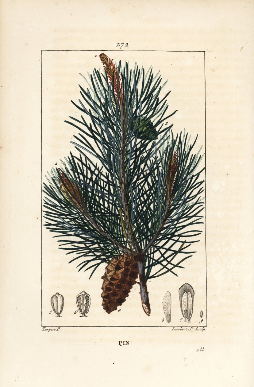 mänty - Villi mänty tai mänty, Pinus sylvestris, oksalla, neulalla ja käpyllä. Lambert Juniorin käsinvärinen pistekuparikaiverrus Pierre Jean-Francois Turpinin piirustuksesta Chaumetonista, Poiret
