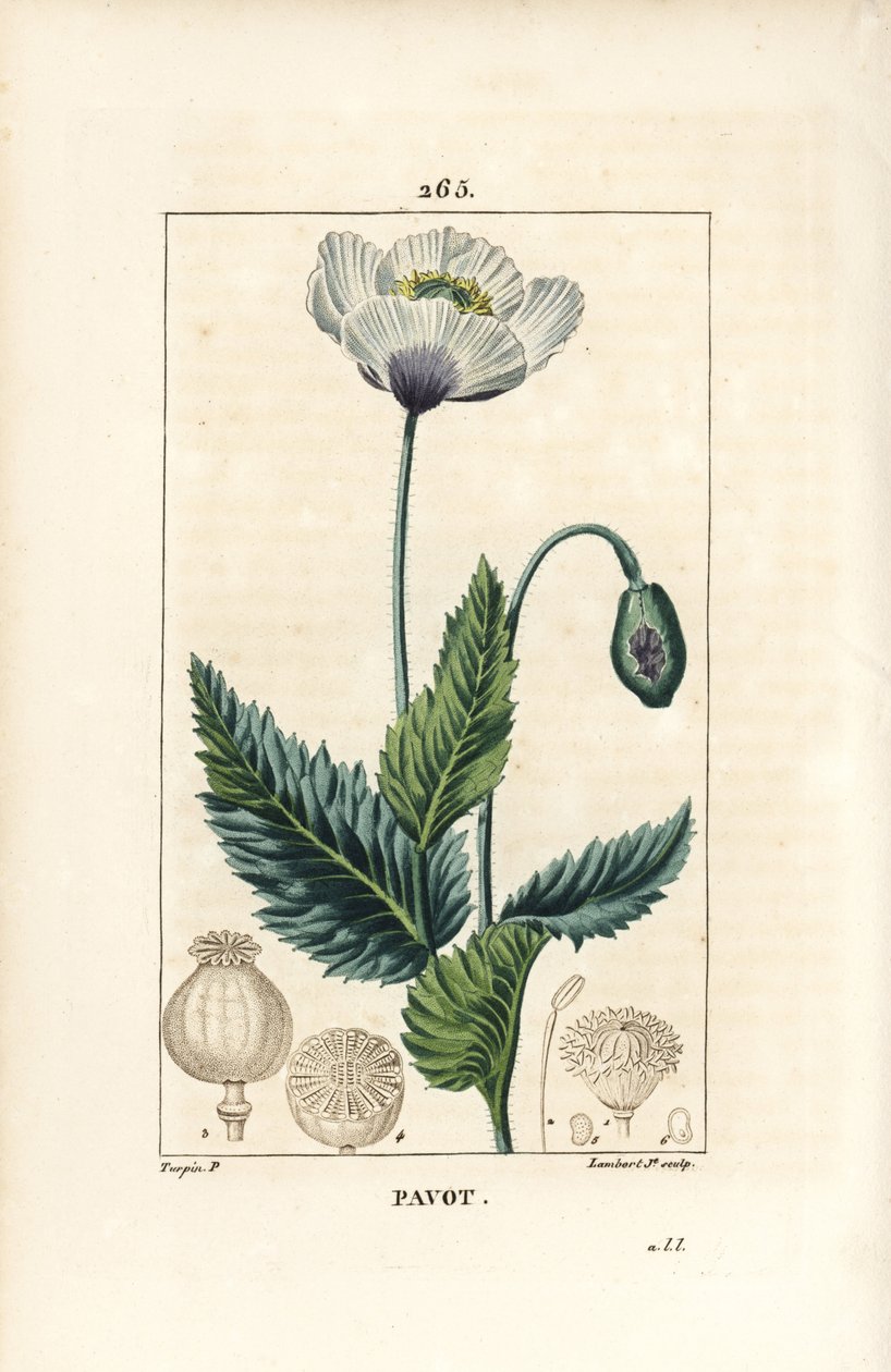 Unikon, oopiumiunikon tai puutarhaunikko - Puutarha- tai oopiumiunikon, Papaver somniferum, kukka, lehti ja siemenpalko. Lambert Juniorin käsinvärinen pistekuparikaiverrus Pierre Jean-Francois Turpinin piirustuksesta Chaumetonista, Poiret