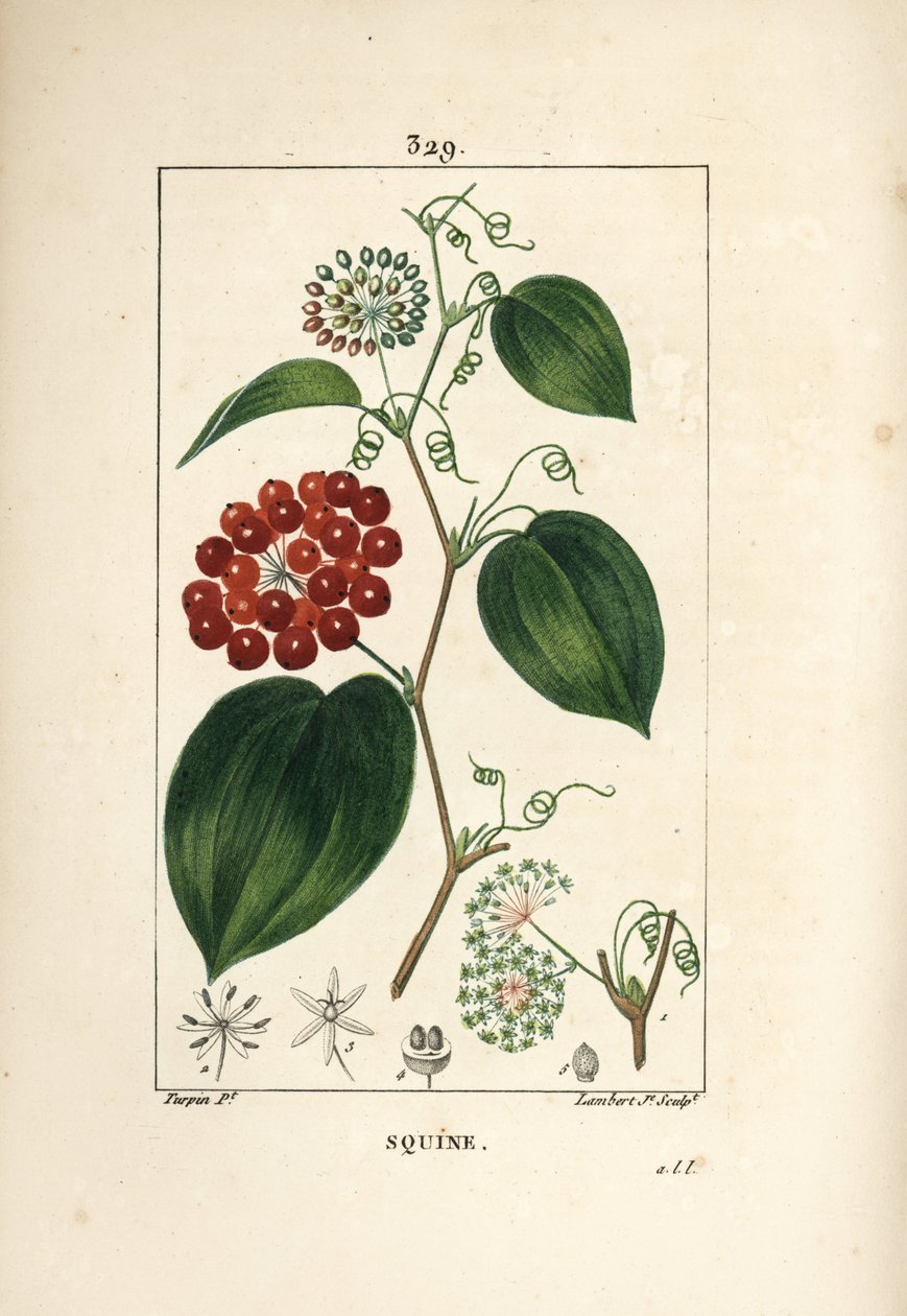 Smilax Variety - kiinalainen smilax, Smilax china, kukka, lonkero, lehti ja hedelmä. Lambert Juniorin käsinvärinen pistekuparikaiverrus Pierre Jean-Francois Turpinin piirustuksesta Chaumetonista, Poiret