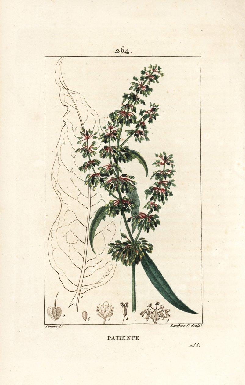 Spinard sorrel ou patience des moines - Patience Dock, Rumex patientia, jossa kukka, varsi, lehdet, siemenet ja lehtien ääriviivat. Lambert Juniorin käsinvärinen pistekuparikaiverrus Pierre Jean-Francois Turpinin piirustuksesta Chaumetonista, Poiret