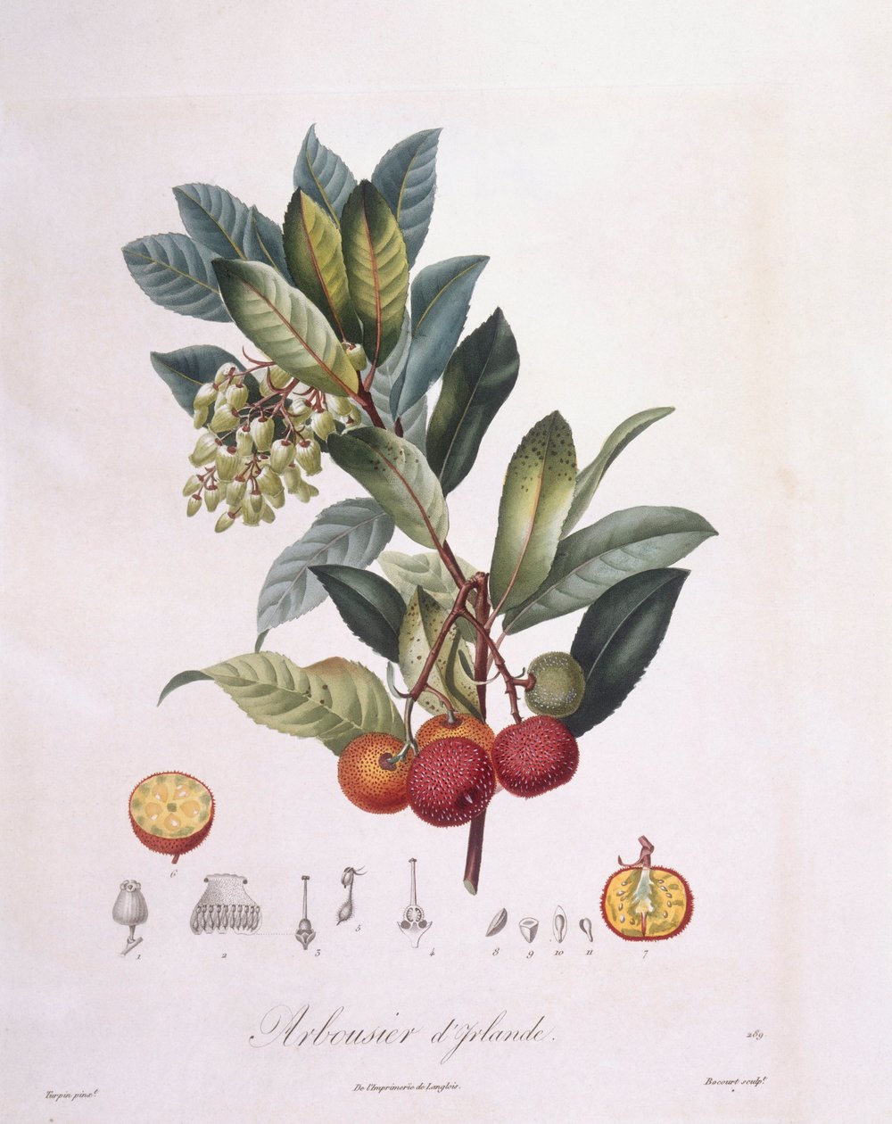 Mansikkapuu (Arbutus unedo), Henry Louis Duhamel du Monceau, Pierre Jean Francois Turpinin kasvitieteellinen levy tekijältä Pierre Jean Francois Turpin