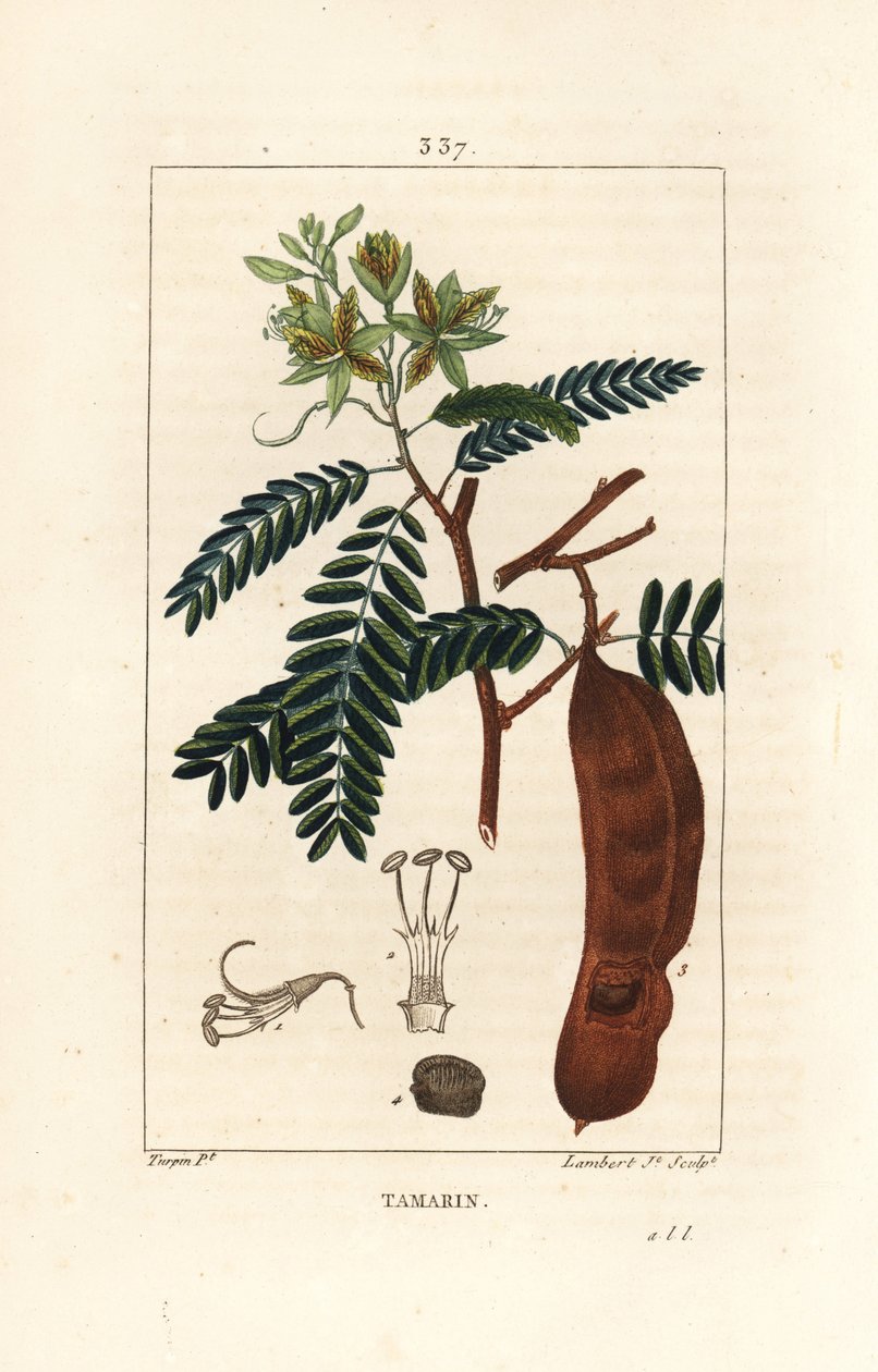 Tamarind - Tamarind, Tamarindus indica, kukka, lehti ja siemenpalko. Lambert Juniorin käsinvärinen pistekuparikaiverrus Pierre Jean-Francois Turpinin piirroksesta Chaumetonista, Poiret