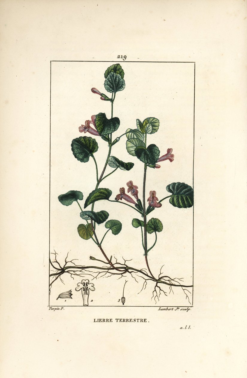 Terrestrial Ivy - Maamuratti, Hedera terrestris. Lambert Juniorin käsinvärinen pistekuparikaiverrus Pierre Jean-Francois Turpinin piirustuksesta Chaumetonista, Poiret