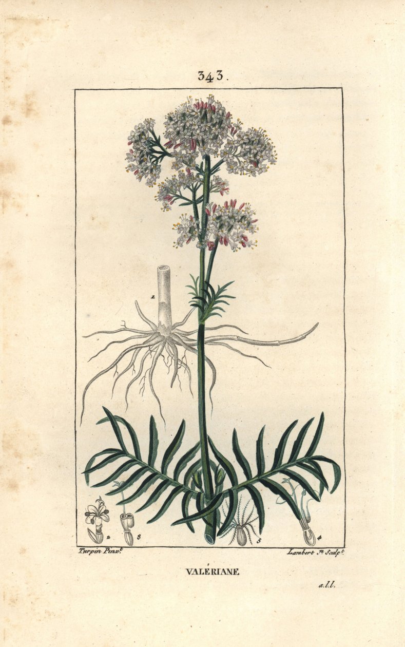 Valeriane of the Hills tai Valeriane pienillä lehdillä - Valerian, Valeriana officinalis, kukka, lehti, varsi ja juuri. Lambert Juniorin käsinvärinen pistekuparikaiverrus Pierre Jean-Francois Turpinin piirustuksesta Chaumetonista, Poiret
