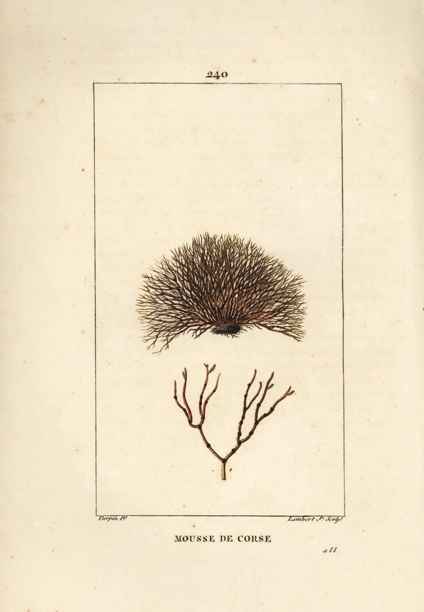 Fucus-lajikkeet - Merihylky, Fucus helminthocorton. Lambert Juniorin käsinvärinen pistekuparikaiverrus Pierre Jean-Francois Turpinin piirustuksesta Chaumetonista, Poiret
