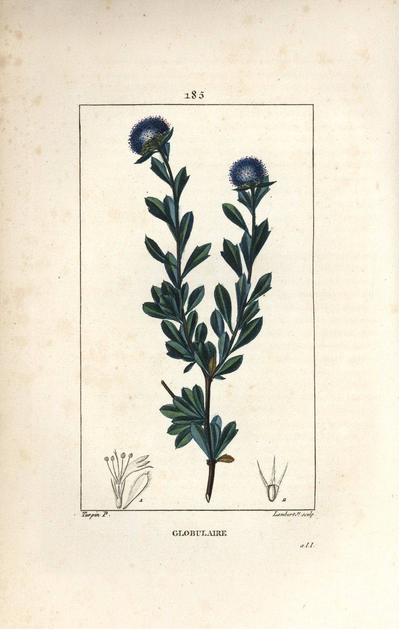 Pallomainen lajike - Kolmihampainen globularia, Globularia fruticosa. Lambert Juniorin käsinvärinen pistekuparikaiverrus Pierre Jean-Francois Turpinin piirroksesta Chaumetonista, Poiret