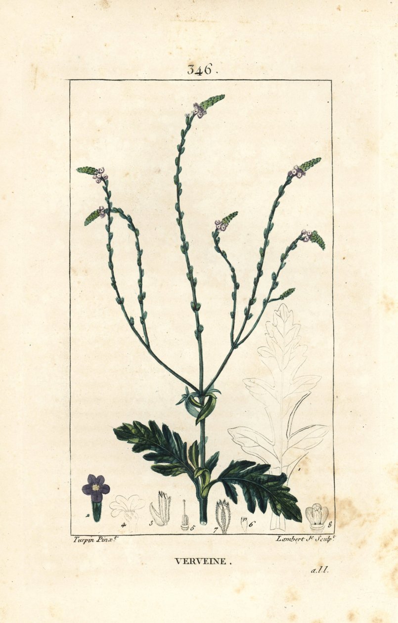 Verbena tai pyhä yrtti, Venuksen suonen tai noitayrtti - Verbena, Verbena officinalis. Lambert Juniorin käsinvärinen pistekuparikaiverrus Pierre Jean-Francois Turpinin piirroksesta Chaumetonista, Poiret