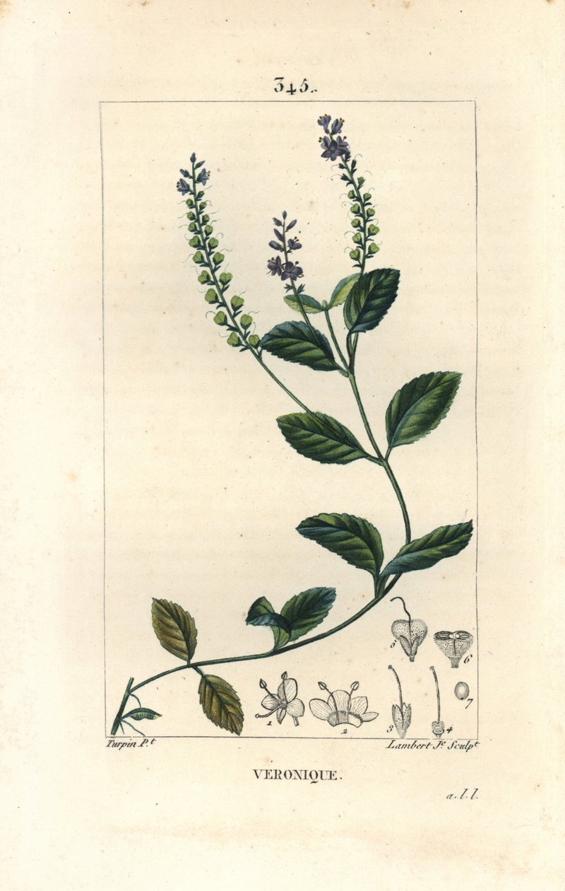 Veronique officinale - Speedwell-uros, Veronica officinalis. Lambert Juniorin käsinvärinen pistekuparikaiverrus Pierre Jean-Francois Turpinin piirroksesta Chaumetonista, Poiret