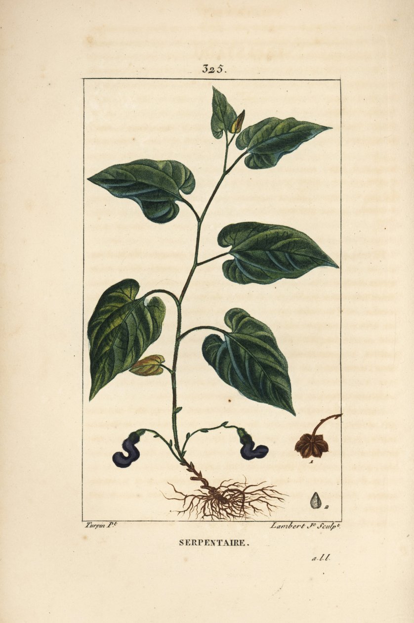 Virginia Snakeroot - Virginia Snakeroot, Aristolochia serpentaria, kukka, lehti, varsi, siemen ja juuri. Lambert Juniorin käsinvärinen pistekuparikaiverrus Pierre Jean-Francois Turpinin piirroksesta Chaumetonista, Poiret