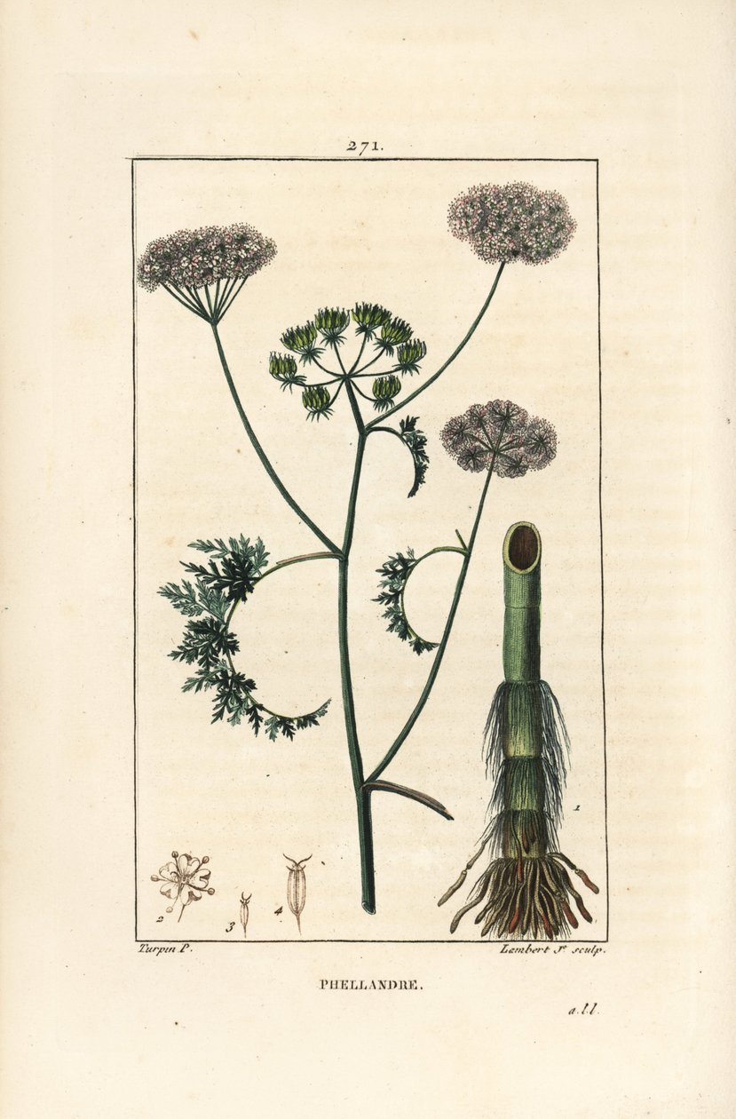 Vesipisara tai vesipisara, Oenanthe aquatica (Phellandrium aquatica), jossa kukka, lehti, varsi ja juuri. Lambert Juniorin käsinvärinen pistekuparikaiverrus Pierre Jean-Francois Turpinin piirustuksesta Chaumetonista, Poiret