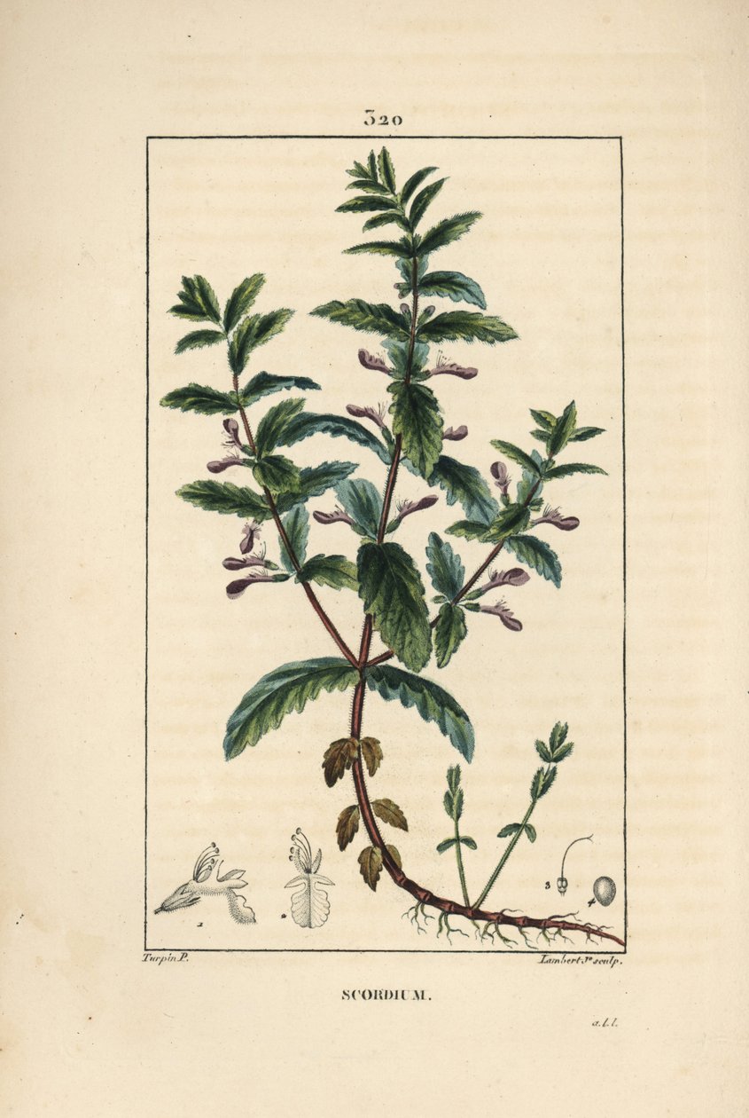 Vesigermandree - Vesigermander, Teucrium scordium, jossa näkyy kukka, lehti, varsi ja juuret. Lambert Juniorin käsinvärinen pistekuparikaiverrus Pierre Jean-Francois Turpinin piirustuksesta Chaumetonista, Poiret