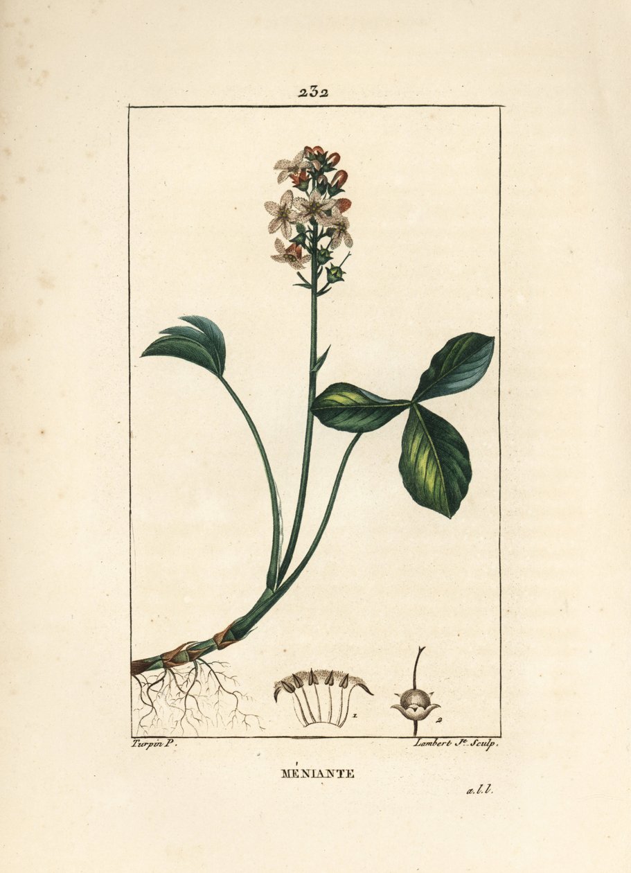 Vesiapila tai menyanth water trefoil - Mars trefoil, Menyanthes trifoliata. Lambert Juniorin käsinvärinen pistekuparikaiverrus Pierre Jean-Francois Turpinin piirroksesta Chaumetonista, Poiret