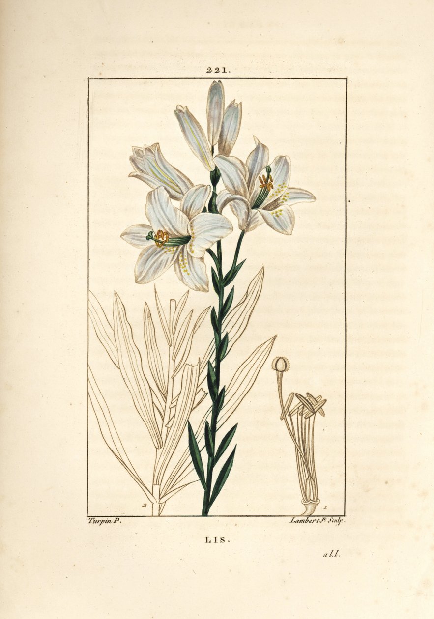 Valkoinen lilja tai madonna lilja - Valkoinen lilja, Lilium candidum. Lambert Juniorin käsinvärinen pistekuparikaiverrus Pierre Jean-Francois Turpinin piirustuksesta Chaumetonista, Poiret