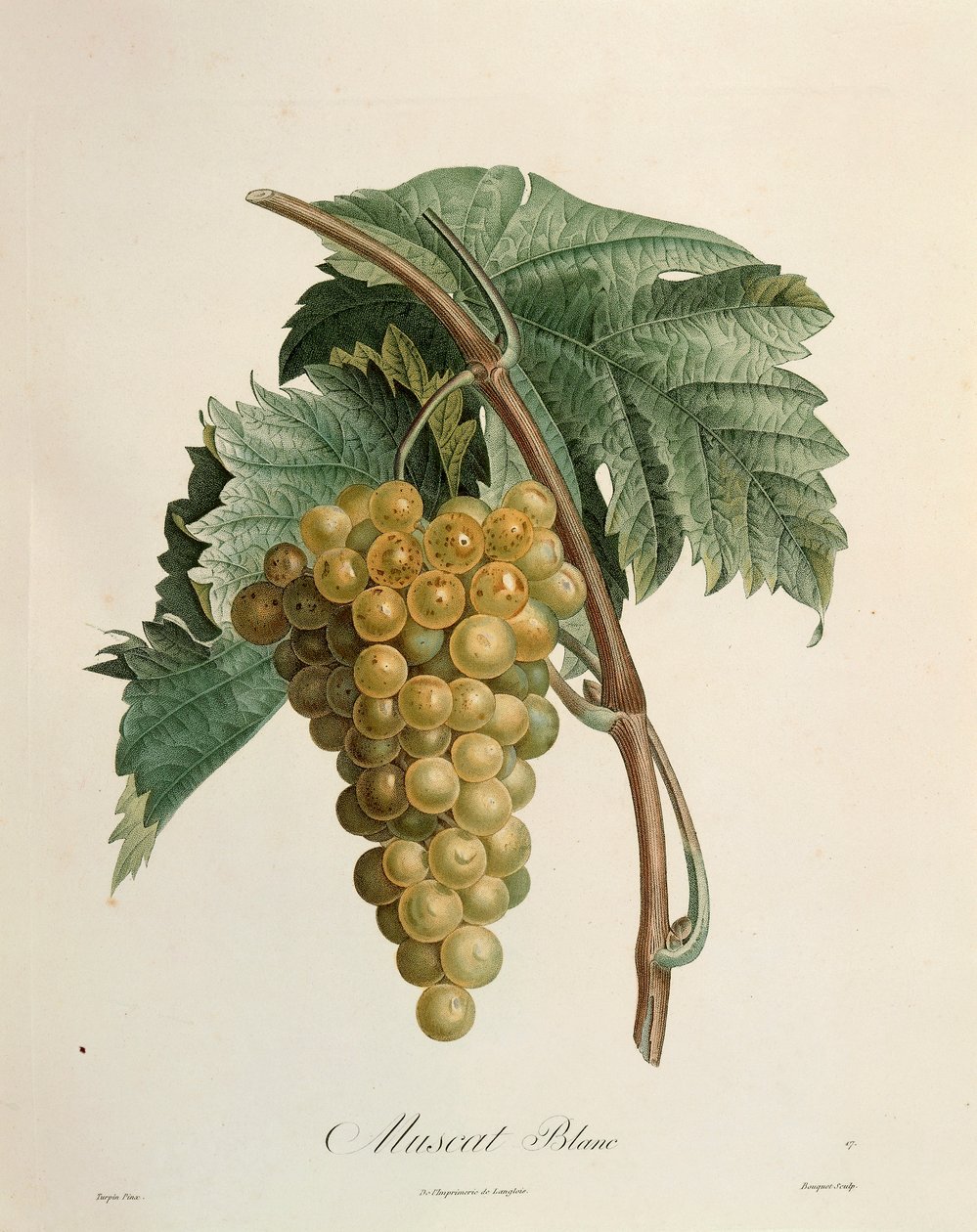 Pierre Jean Francois Turpinin (1775-1840) valkoiset muskottirypäleet tekijältä Pierre Jean Francois Turpin