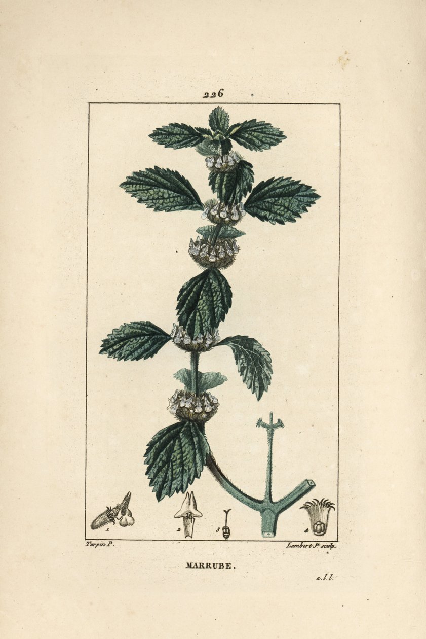 Valkoinen tai tavallinen marrube - Horehound, Marrubium vulgare. Lambert Juniorin käsinvärinen pistekuparikaiverrus Pierre Jean-Francois Turpinin piirustuksesta Chaumetonista, Poiret