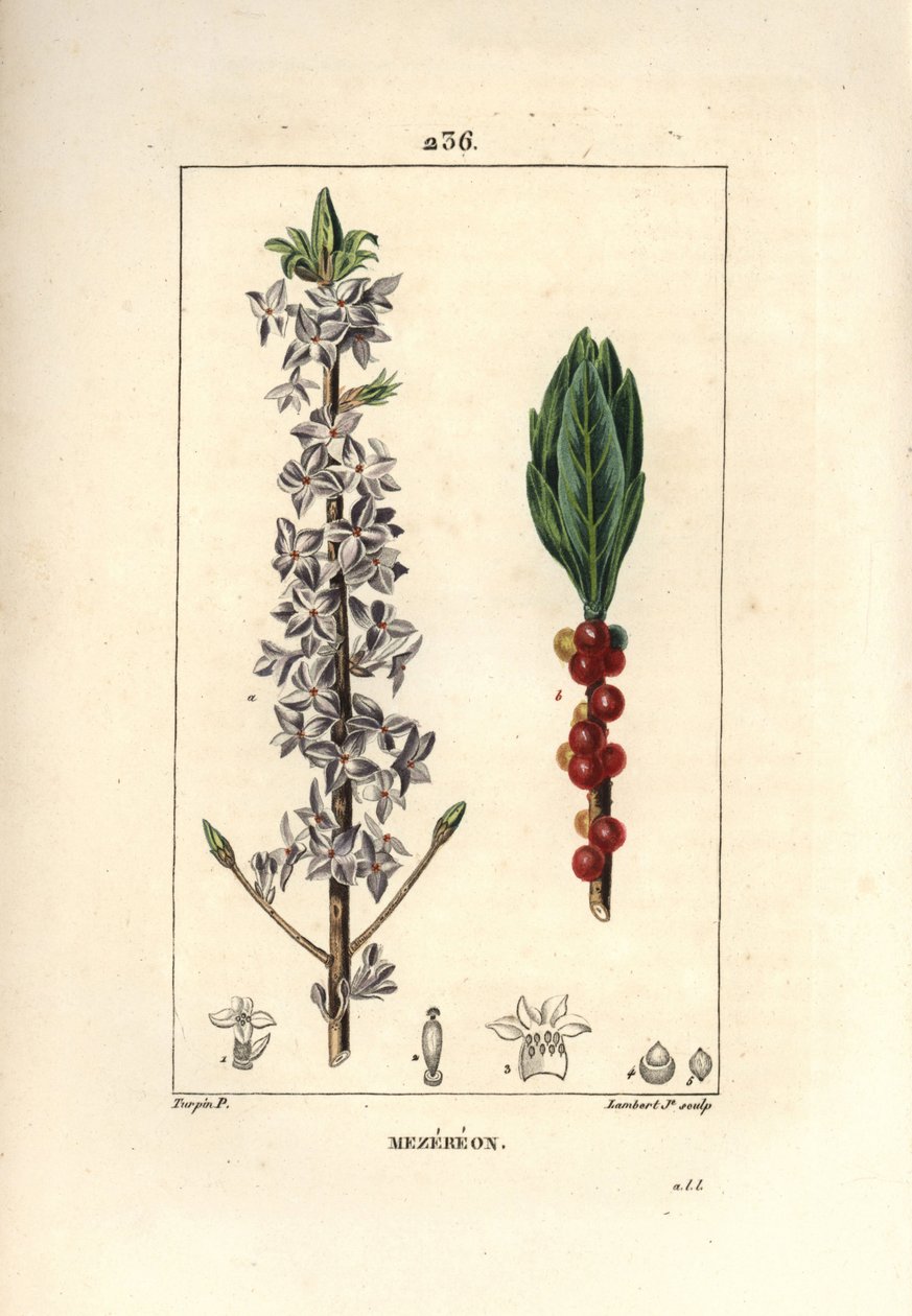 Puu kaunis, kaunis, vihreä, vihreä puu, Daphne kiva puu - Mezereon, Daphne mezereum. Lambert Juniorin käsinvärinen pistekuparikaiverrus Pierre Jean-Francois Turpinin piirustuksesta Chaumetonista, Poiret