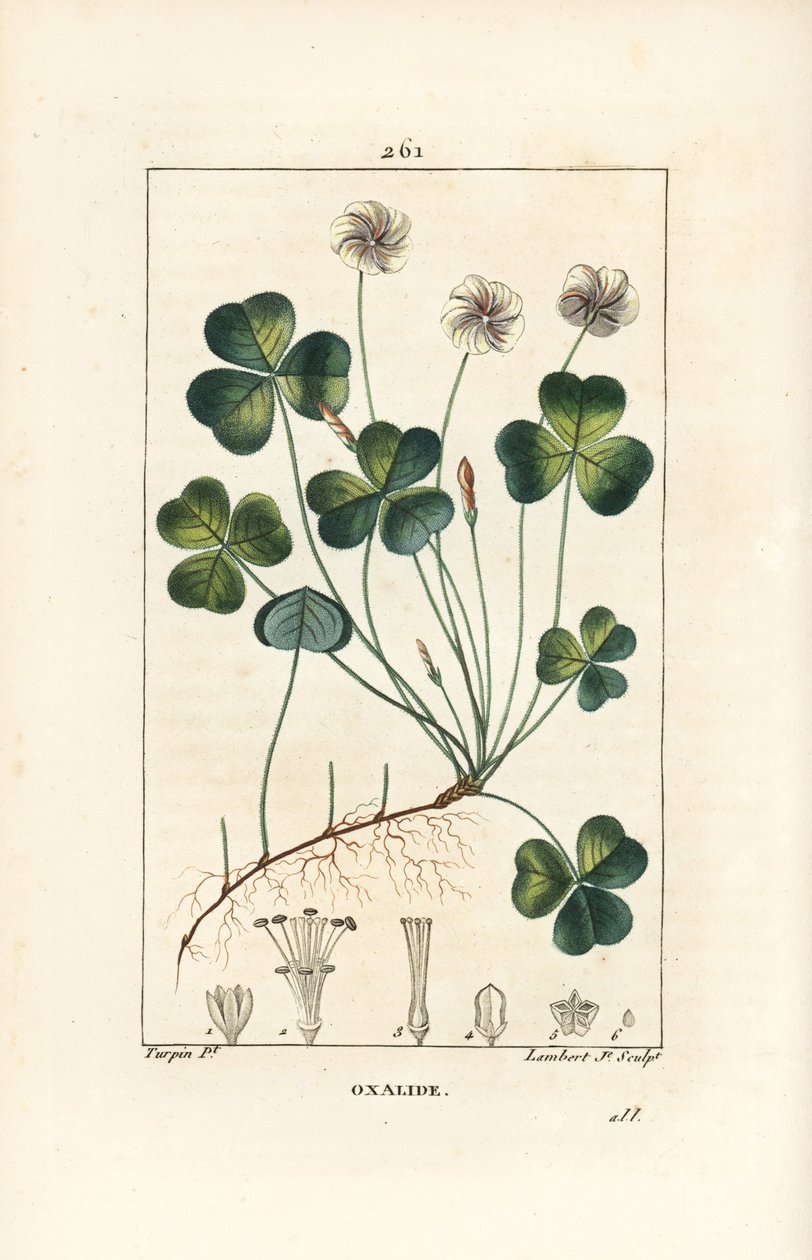 Suolapuu, Oxalide (oxalis) des bois - Suolapuu, Oxalis acetosella, kukka, lehti, varsi, siemen ja juuri. Lambert Juniorin käsinvärinen pistekuparikaiverrus Pierre Jean-Francois Turpinin piirustuksesta Chaumetonista, Poiret