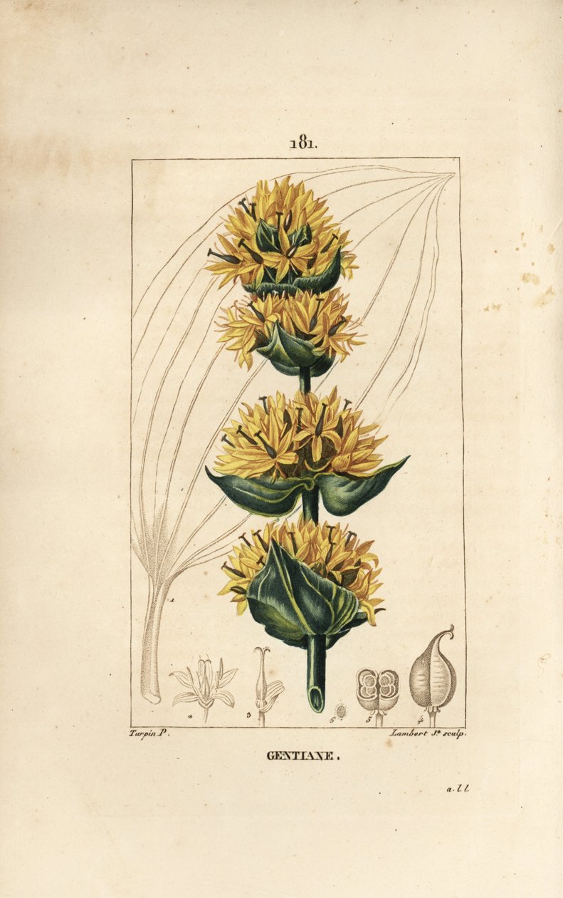 Keltainen Gentian tai Suuri Gentian - Gentian, Gentiana lutea. Lambert Juniorin käsinvärinen pistekuparikaiverrus Pierre Jean-Francois Turpinin piirustuksesta Chaumetonista, Poiret