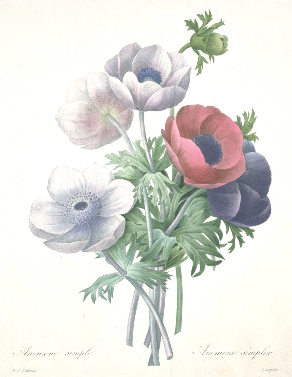 Yksinkertainen anemone, Anemone simplex, kaiverrettu François Langlois, kauneimpien kukkien ja kauneimpien hedelmien valinnasta tekijältä Pierre Joseph (after) Redoute