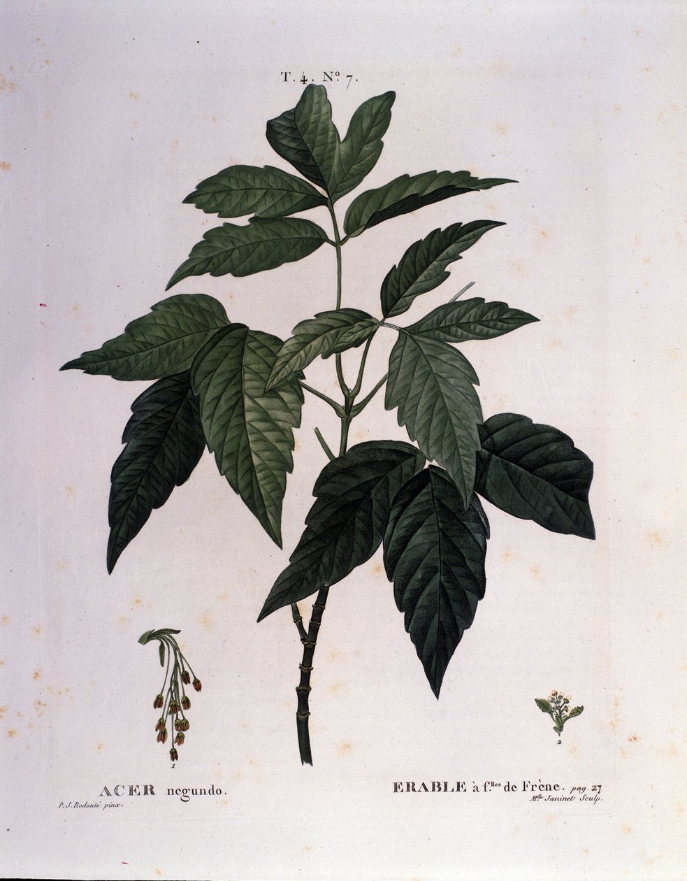 Kasvitieteellinen: Vaahteran oksa. Lautas otettu "" Nouveau Duhamel du Monceau tai herkkuja herkkuja puut ja pensaat Ranskassa"" Pierre Joseph Redouten (1759-1840) akvarelli 1819 tekijältä Pierre Joseph (after) Redoute