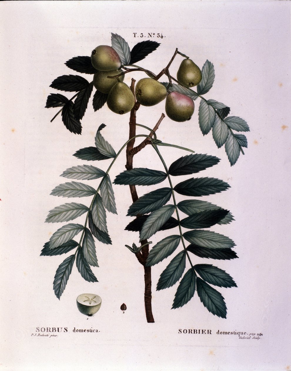 Kasvitieteellinen: Cormierin (Sorbus domestica) haara. Levy, joka on piirretty "" Nouveau Duhamel du Monceausta tai herkkuja, Ranskassa viljeltyjä puita ja pensaita"" Pierre Joseph Redouten akvarelli (1759-1840) 1819 tekijältä Pierre Joseph (after) Redoute