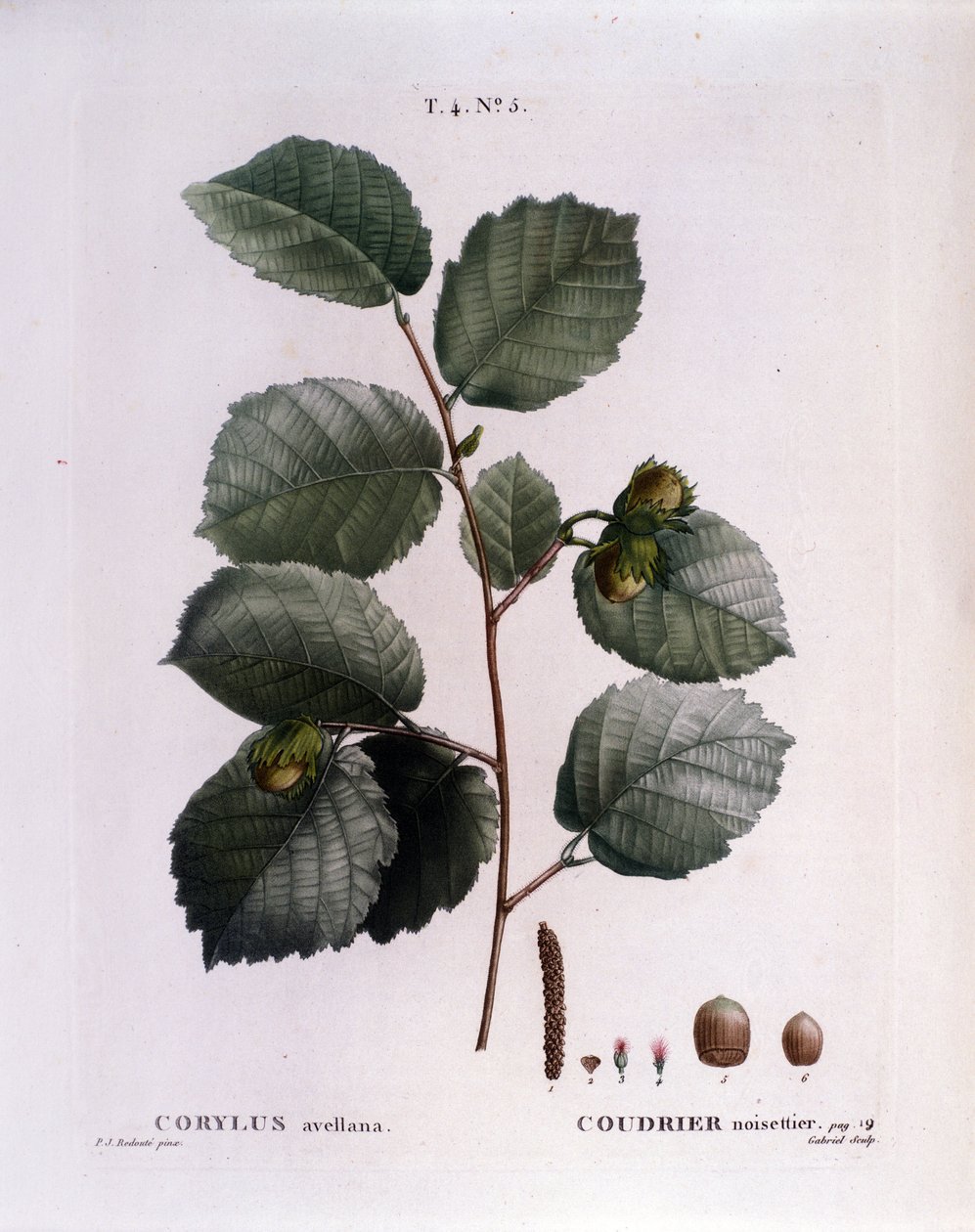 Kasvitieteellinen: hasselpähkinäoksa. Lautas otettu "" Nouveau Duhamel du Monceau tai herkkuja herkkuja puut ja pensaat Ranskassa"" Pierre Joseph Redouten (1759-1840) akvarelli 1819 tekijältä Pierre Joseph (after) Redoute
