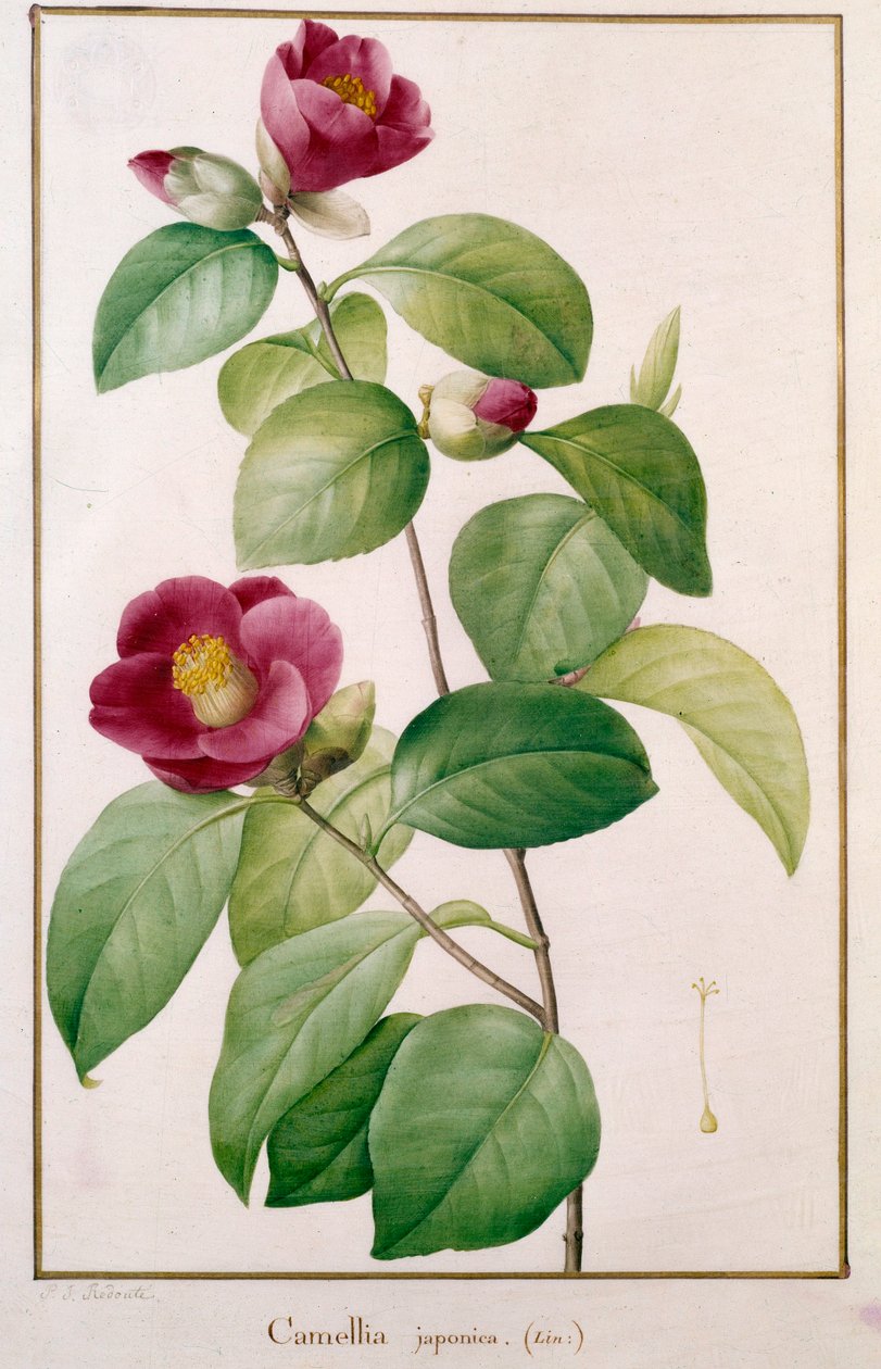 Camellia japonica Kasvitieteellinen lautanen Pierre Joseph Redoute (1759-1840) 1800-luvun Pariisi, Luonnonhistoriallinen museo tekijältä Pierre Joseph (after) Redoute