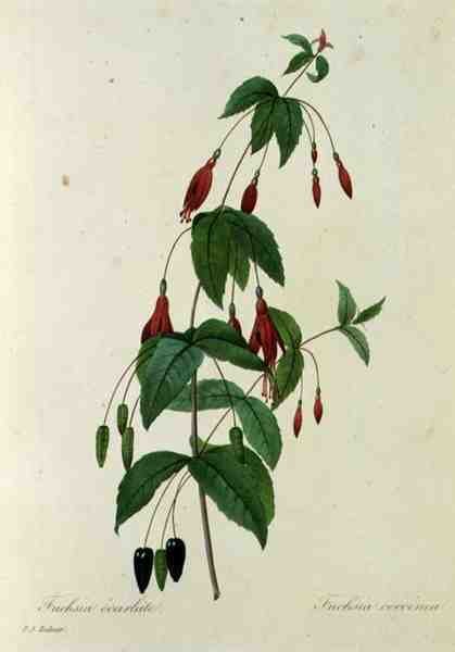 Fuchsia coccinea, "Kauneimpien kukkien valinta" tekijältä Pierre Joseph (after) Redoute