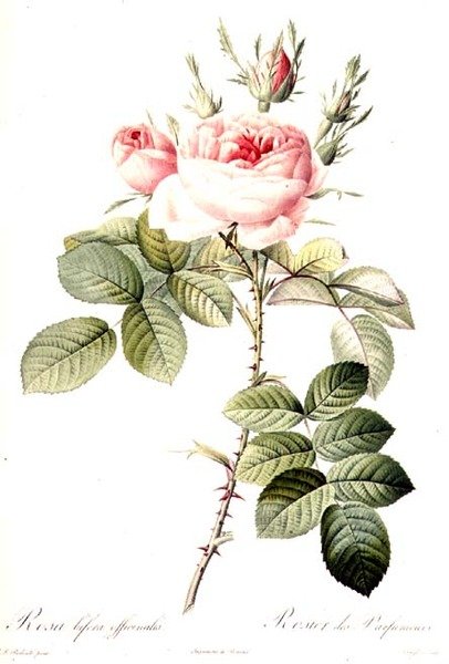 Rosa Bifera Officinalis, kaiverrus Langlois, julkaisija Remond (värikaiverrus) tekijältä Pierre Joseph (after) Redoute