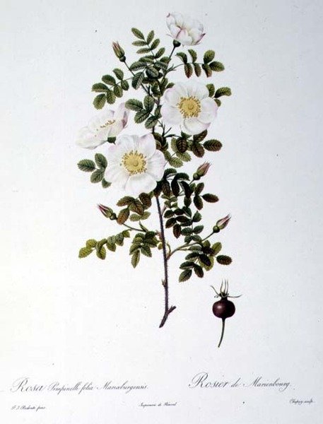 Rosa Pimpinellifolia Mariaeburgensis, kaiverrus Chapuy, Les Rosesista, Remond, pub. 1818 (värinen kaiverrus) tekijältä Pierre Joseph (after) Redoute