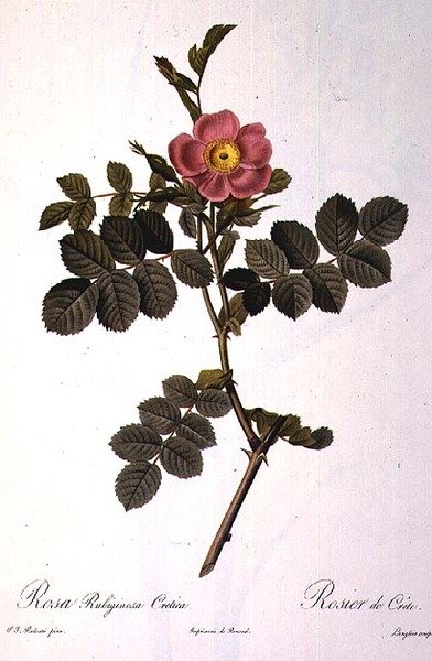 Rosa Rubiginosa Cretica, kaiverrus Langlois, Les Rosesista, julkaisija Remond tekijältä Pierre Joseph (after) Redoute