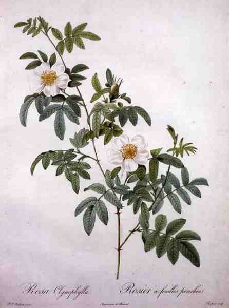 Rosa clynophylla, kaiverrus Chapuy, teoksesta "Les Roses" tekijältä Pierre Joseph (after) Redoute
