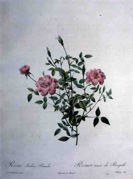 Rosa indica pumila (kääpiö Bengalin ruusu), kaivertanut Chapuy, Les Rosesista tekijältä Pierre Joseph (after) Redoute