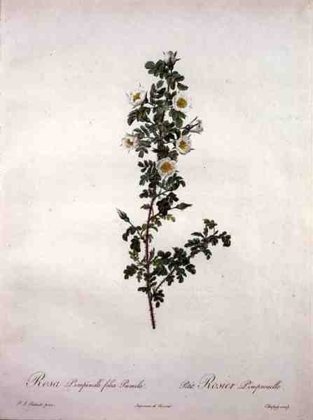 Rosa pimpinelli folia pumila (skotlantilainen kääpiöruusu), Chapuyn kaiverrus, kirjasta 