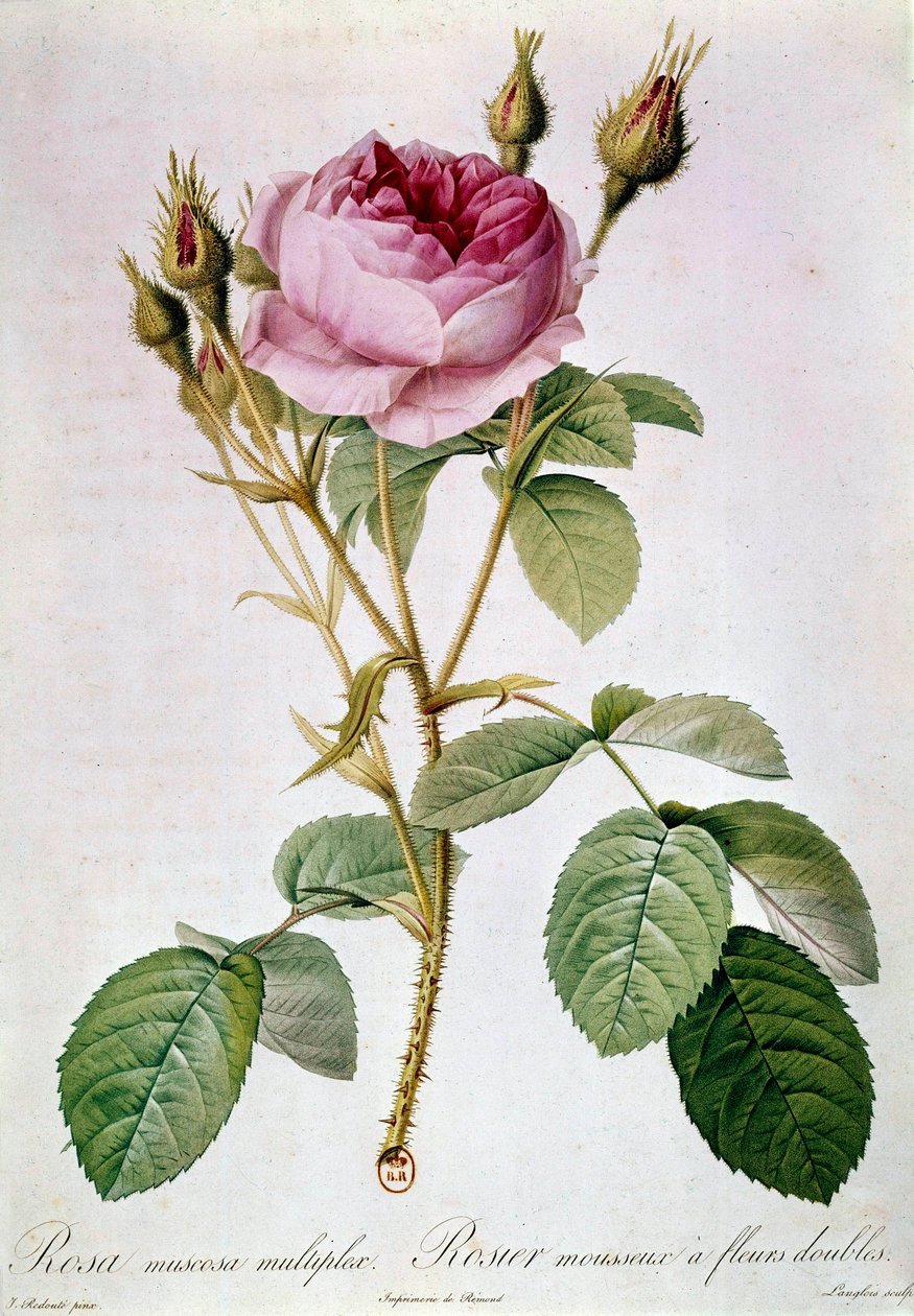 Rose Planche, Pierre Joseph Redoute (1759-1840) 1817 Paris, B.N. tekijältä Pierre Joseph (after) Redoute