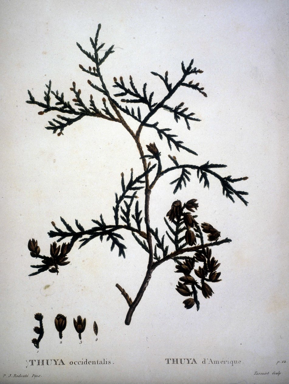Thuya occidentalis tai amerikkalainen Thuya - kirjassa "" New Duhamel du Monceau tai tutkielma puista ja pensaista, joka kulttuurissa Ranskassa"", hahmot P.J. Redouten ja P. Bessan piirustusten mukaan tekijältä Pierre Joseph (after) Redoute