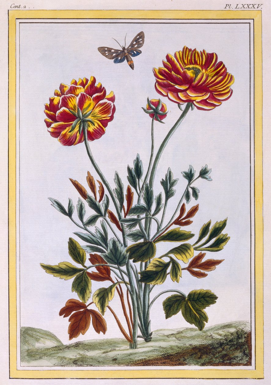 Lajike kaksikukkaista keltaista unikkoa, n.1776 (käsinvärinen kaiverrus) tekijältä Pierre Joseph Buchoz